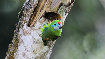 Wallpaper thumb: Double-eyed Fig-Parrot